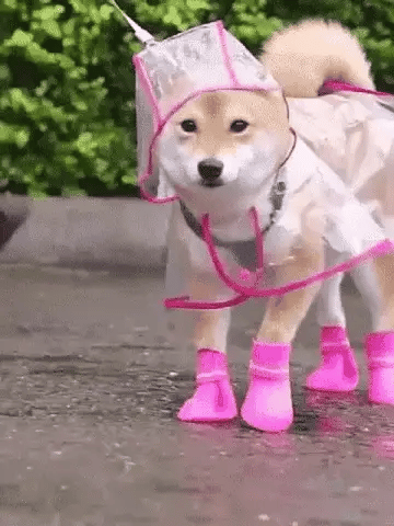 🔥Hot Sale 49% Off🔥Transparent Raincoat For Dog