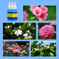 Universal nutrient solution for flowering potted plants